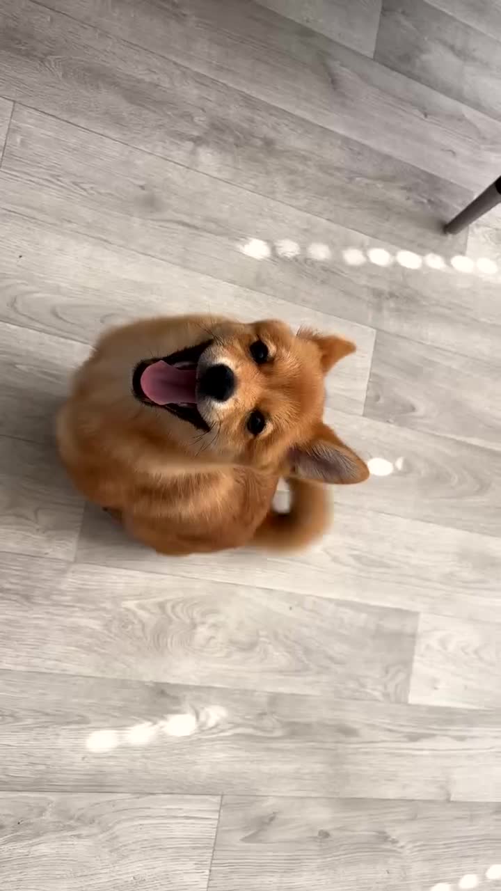 Mixed Breed dogs for sale: Beautiful 7 month old Pomshi hybrid  - Video 3