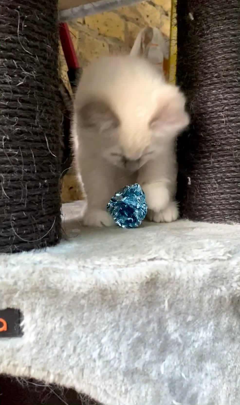 Ragdoll cats for sale: Outstanding TICA reg Kittens – Champion Bloodlines - Video 4