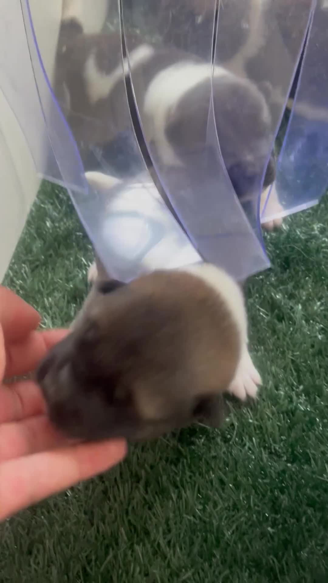 Akita dogs for sale: Chunky bears, WELL TRAINED in Newmarket - Video 2
