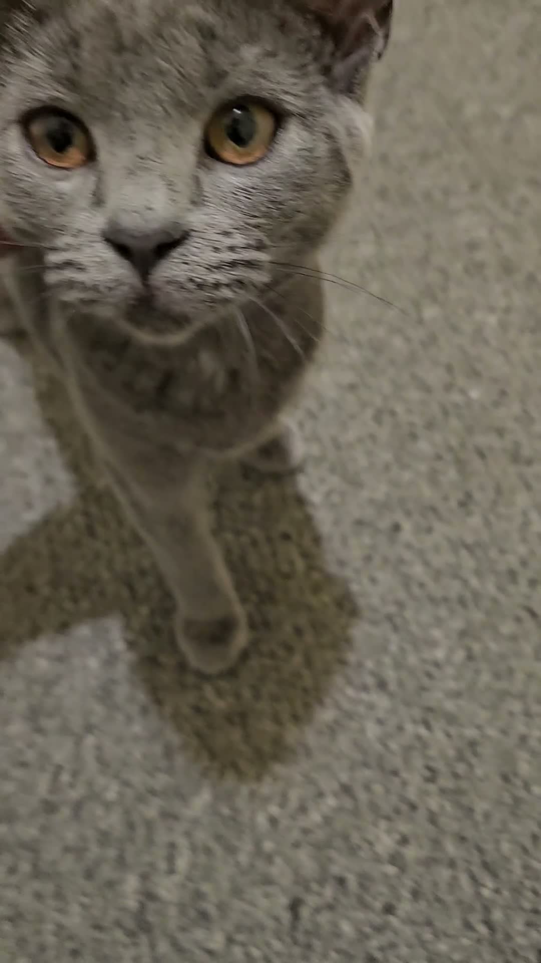Russian Blue cats for sale: Russian blue girl - Video 1