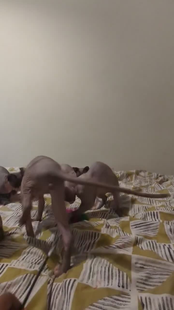 Sphynx cats for sale: *PEDIGREE SPHYNX* TICA REGISTERED *DNA HCM4 CLEAR* - Video 2