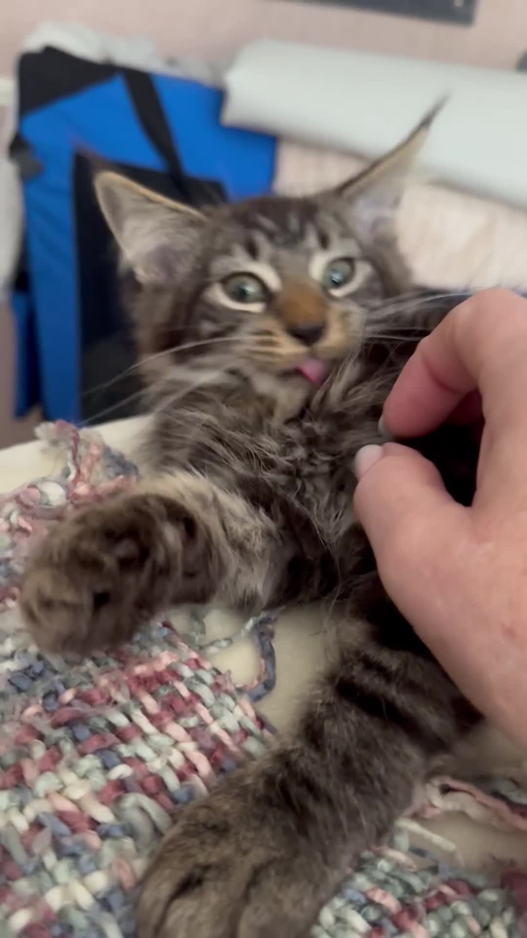 Maine Coon cats for sale: Stunning mainecoons  - Video 2