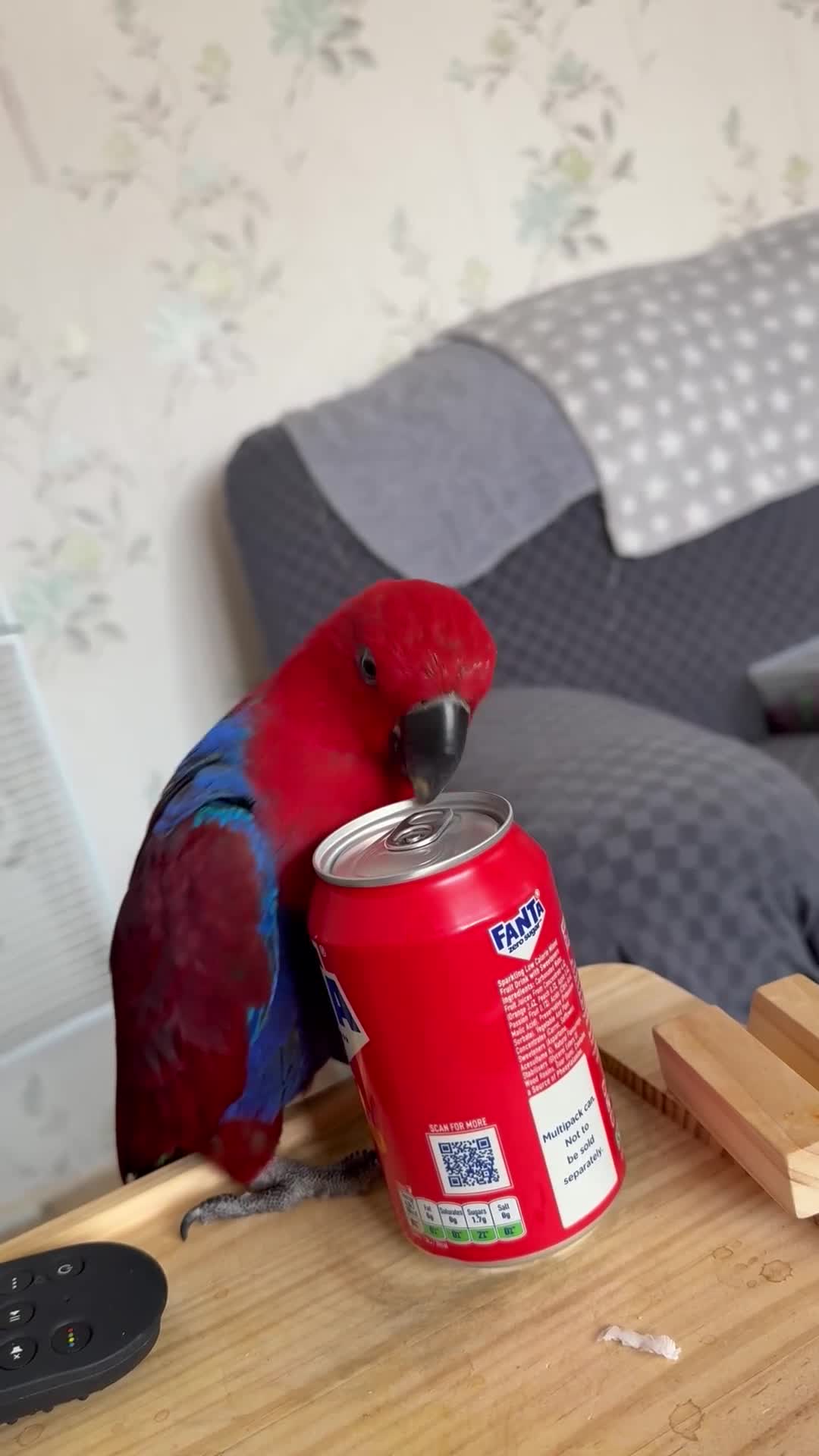 Parrots birds for sale: Eclectus parrot  - Video 1