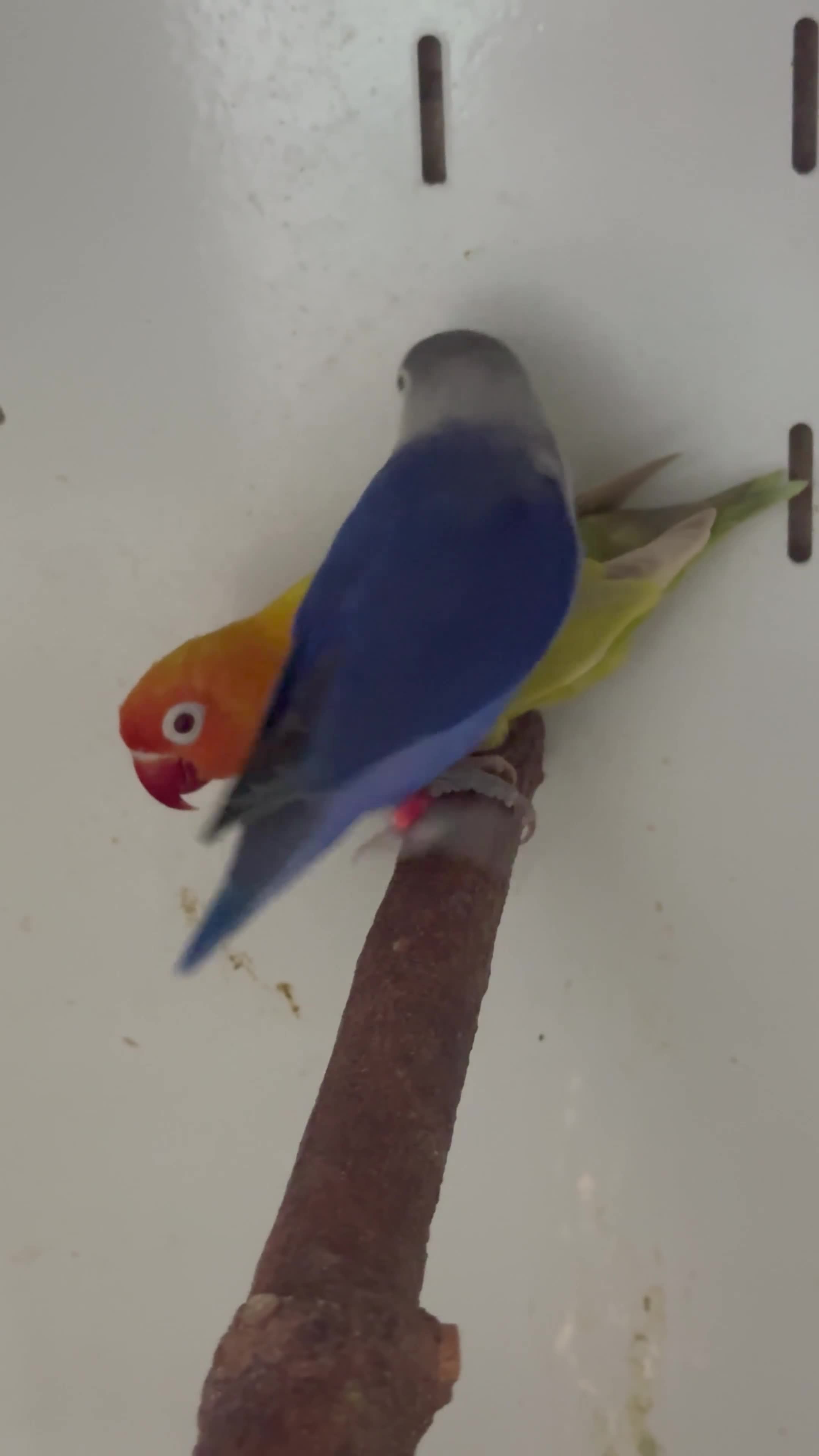 Lovebirds birds for sale: Mutation Love Bird for sale  - Video 2