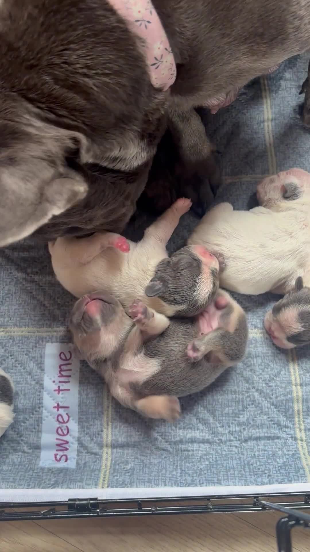 French Bulldog dogs for sale: Chunky French bulldog pups 4 girls  - Video 3