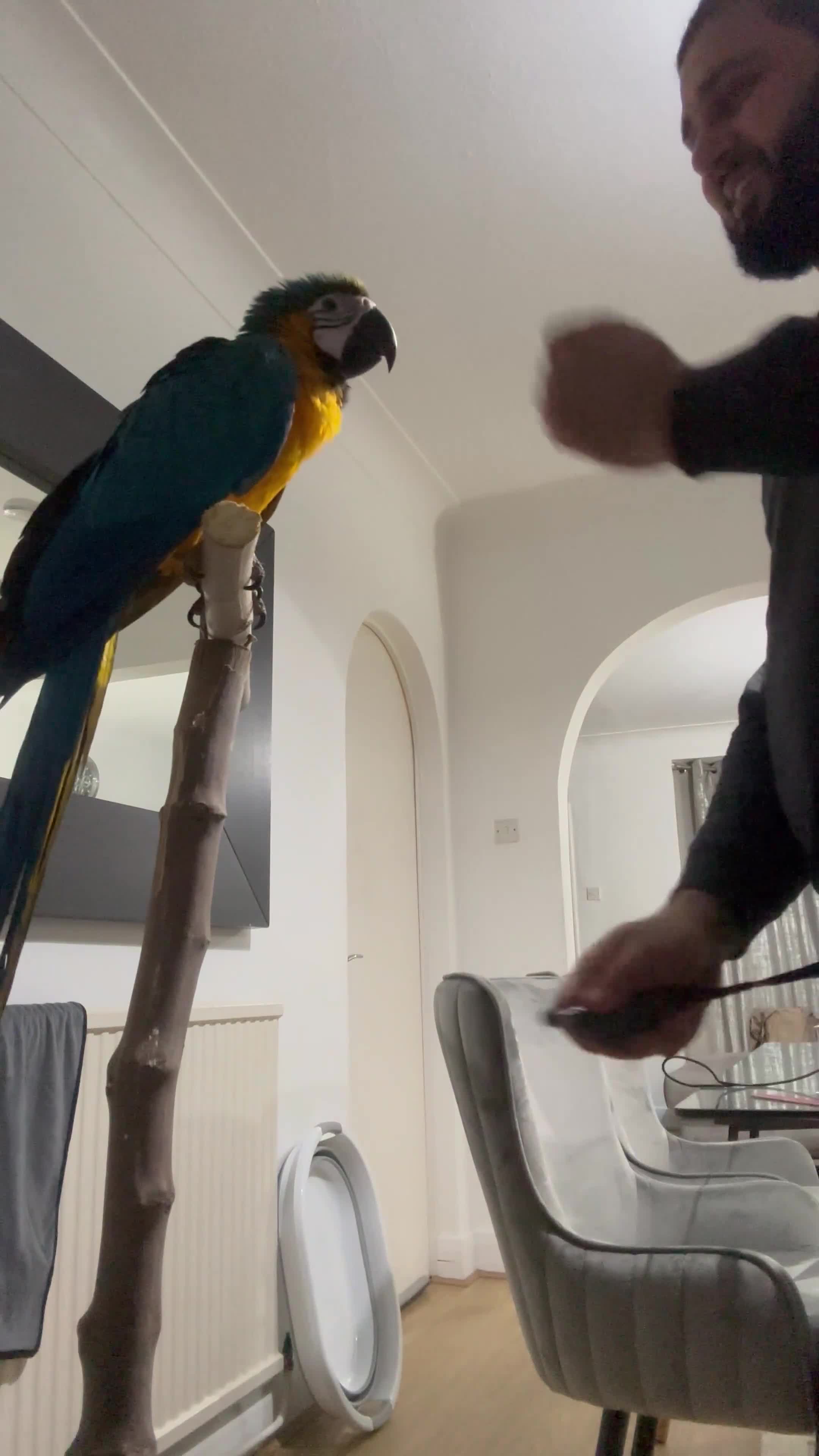 Macaws birds for sale: Hand reared tame Baby blue and gold macaw - Video 4