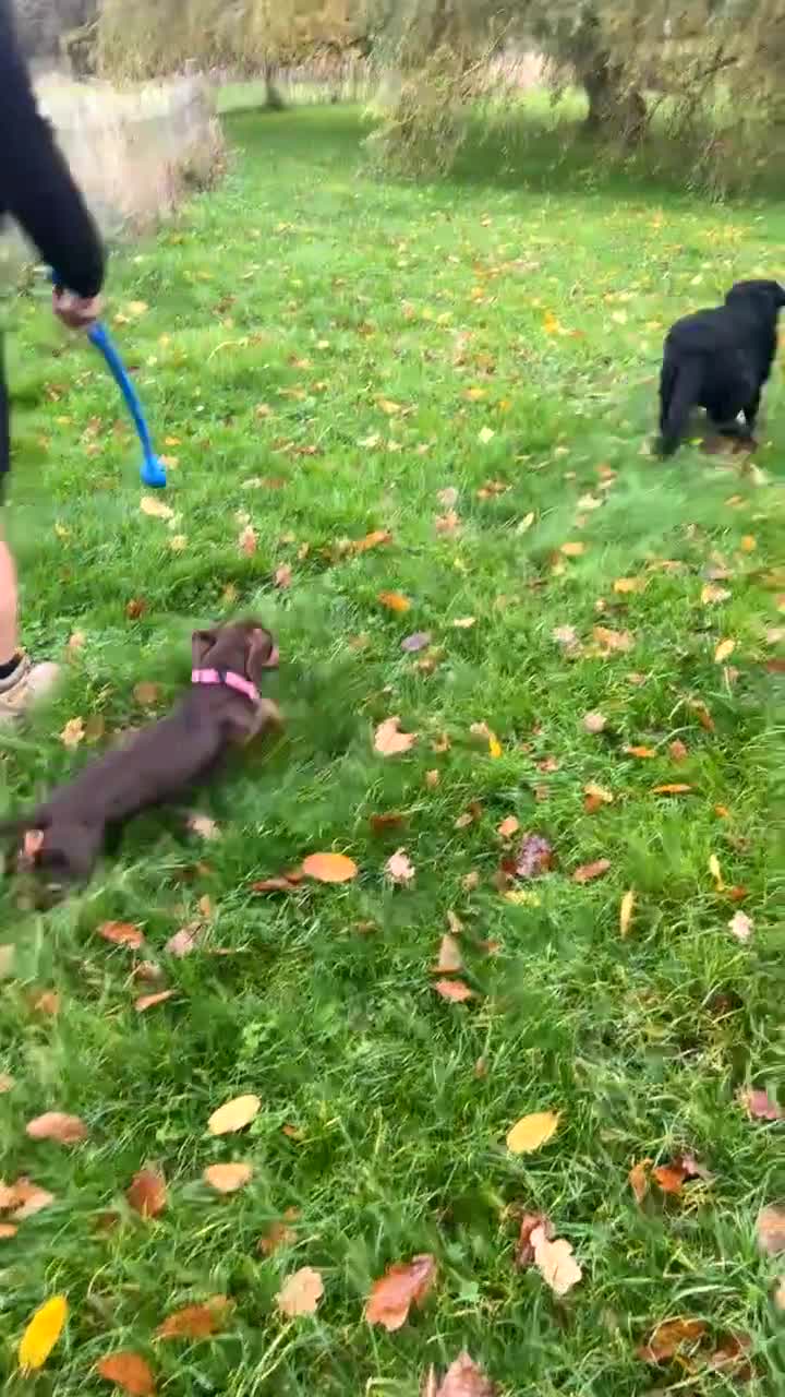 Miniature Dachshund dogs for sale: Beautiful 1yo dachshund - Video 1