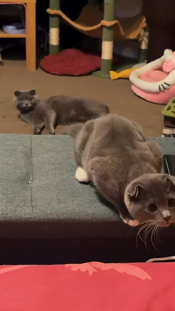 Scottish Fold cats for sale: MALE SCOTTISH FOLD KITTEN  - Video 1