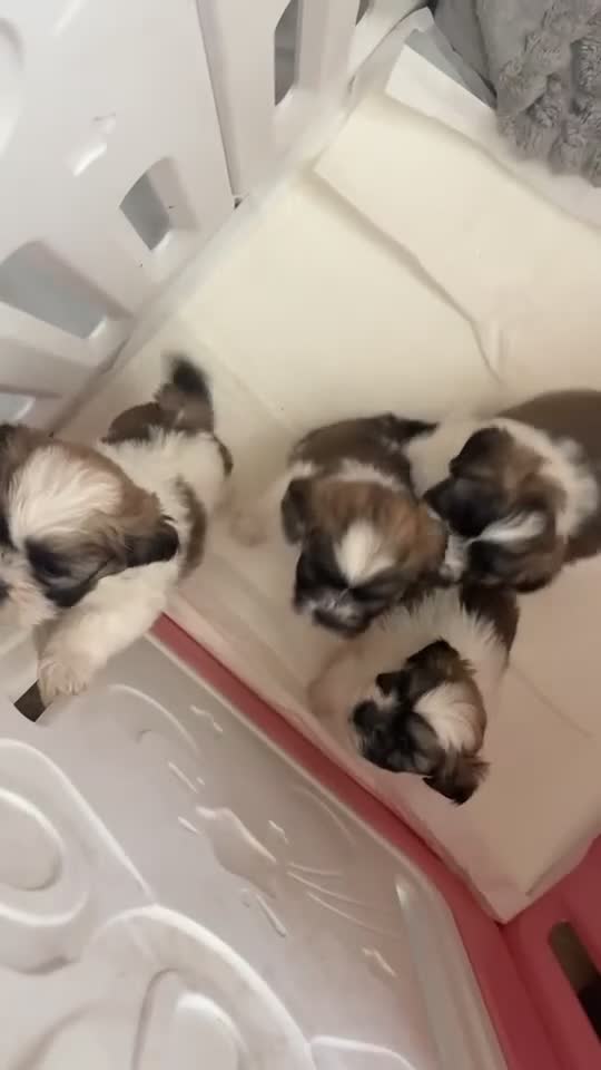 Zuchon dogs for sale: Bichon frise cross Shih Tzu  - Video 2