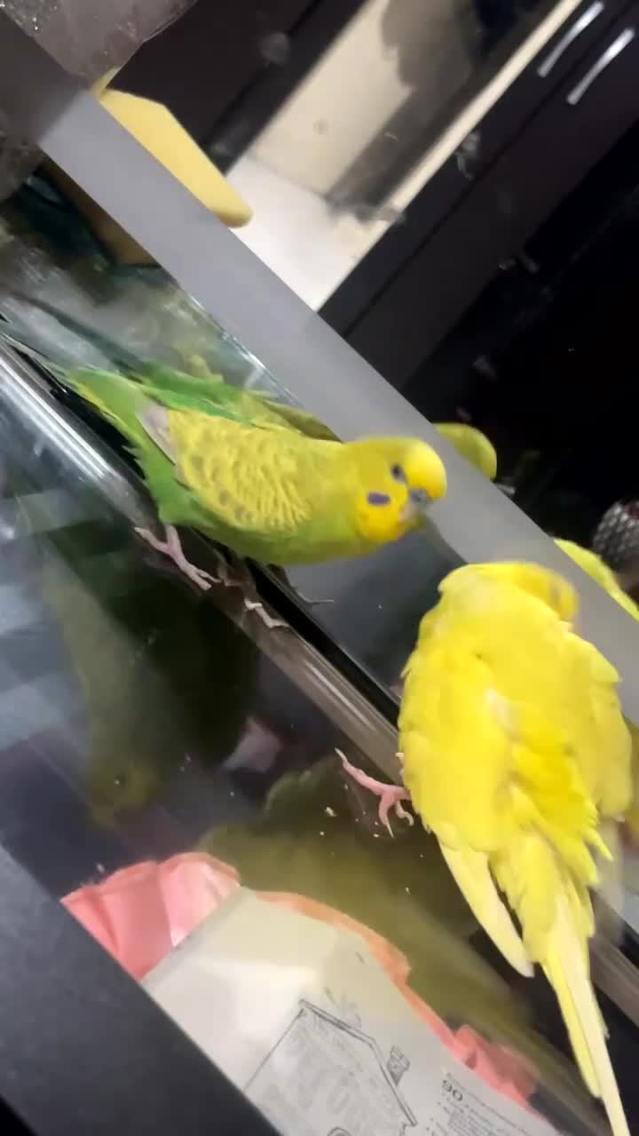 Budgerigars birds for sale: Female and male budgie for sale £50 - Video 1
