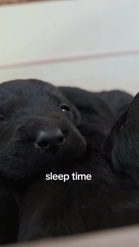 Mixed Breed dogs for sale: Irish Water Spaniel mum and Fox Red Labrador dad - Video 2