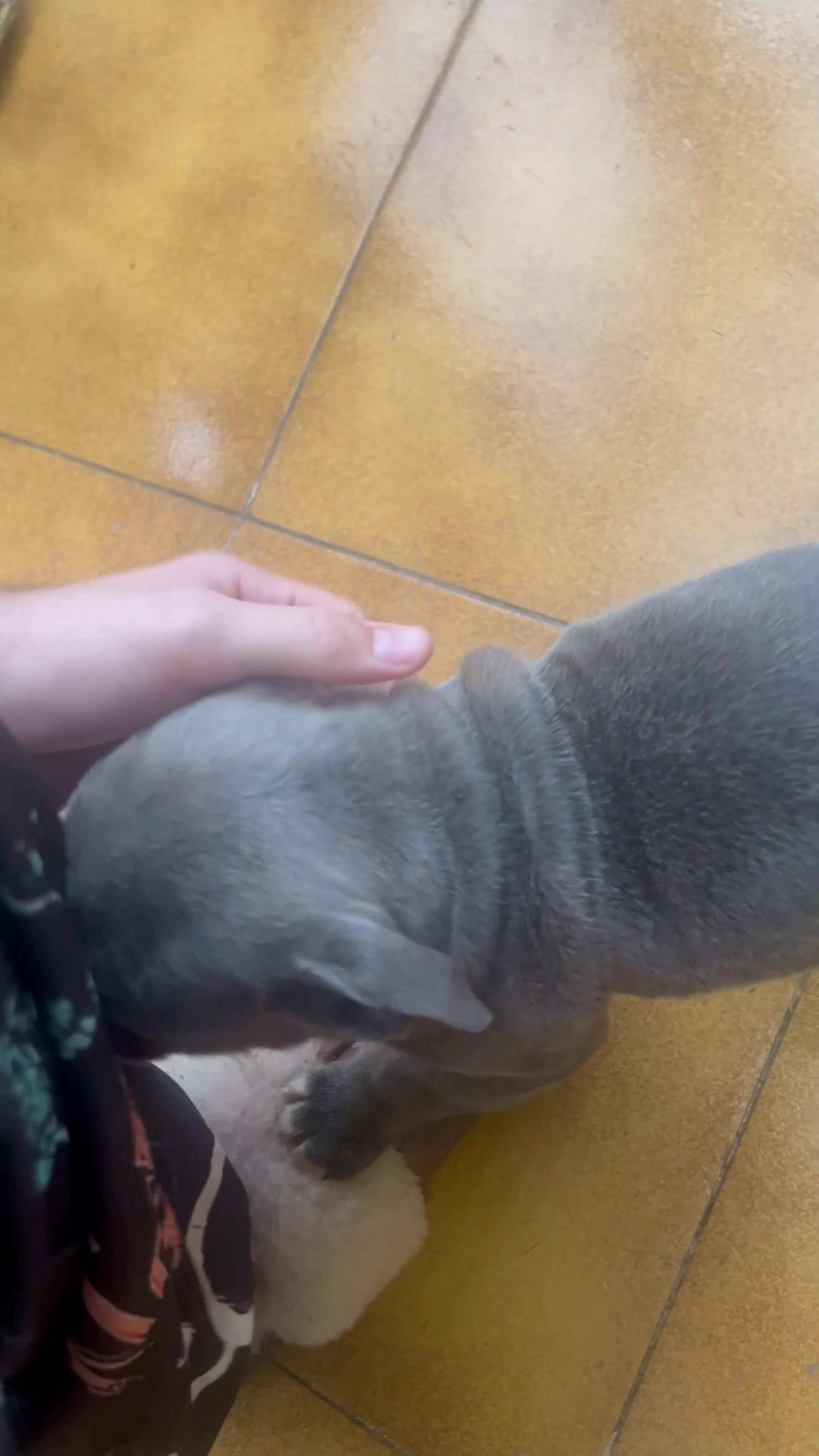 Staffordshire Bull Terrier dogs for sale: Adorable Blue-Eyed Grey Staffordshire Bull Terrier - Video 2