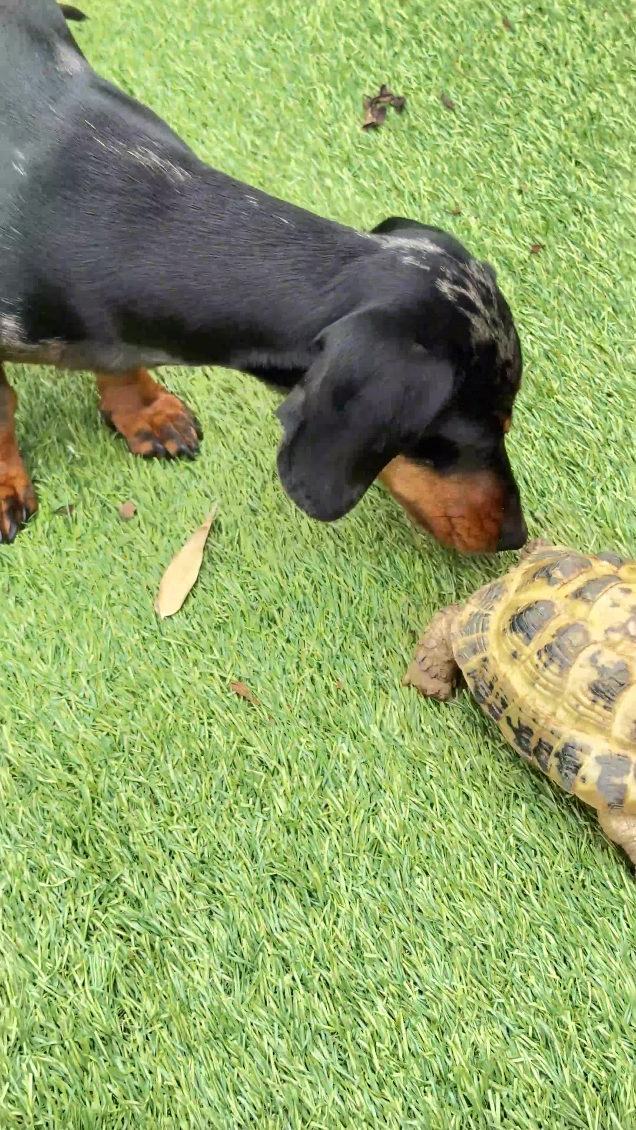 Tortoise reptiles for sale: Charlie HorseField Tortoise - Video 1