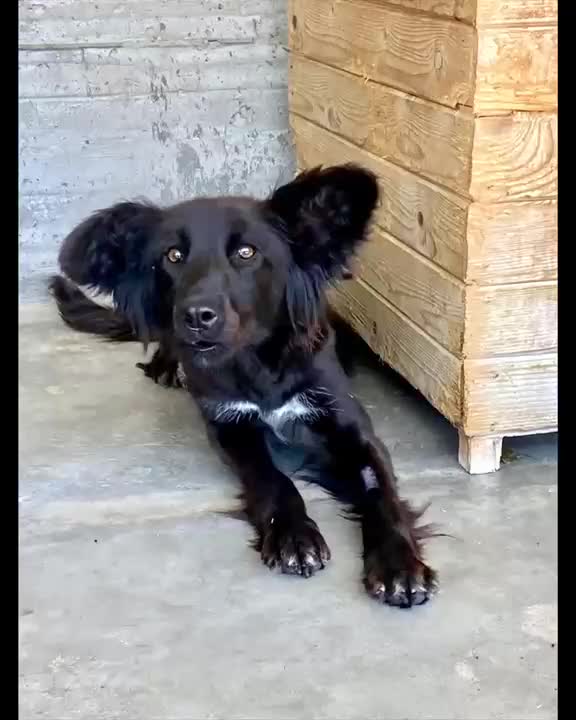 Mixed Breed dogs for adoption: Jenner, 1-2 yrs old. Available for adoption. in Brixham - Video 1