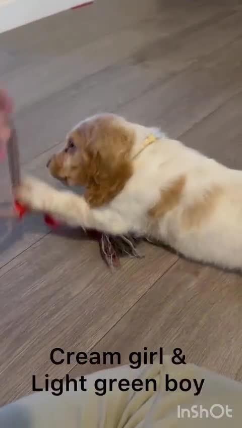 Cocker Spaniel dogs for sale: Cocker pups  - Video 3
