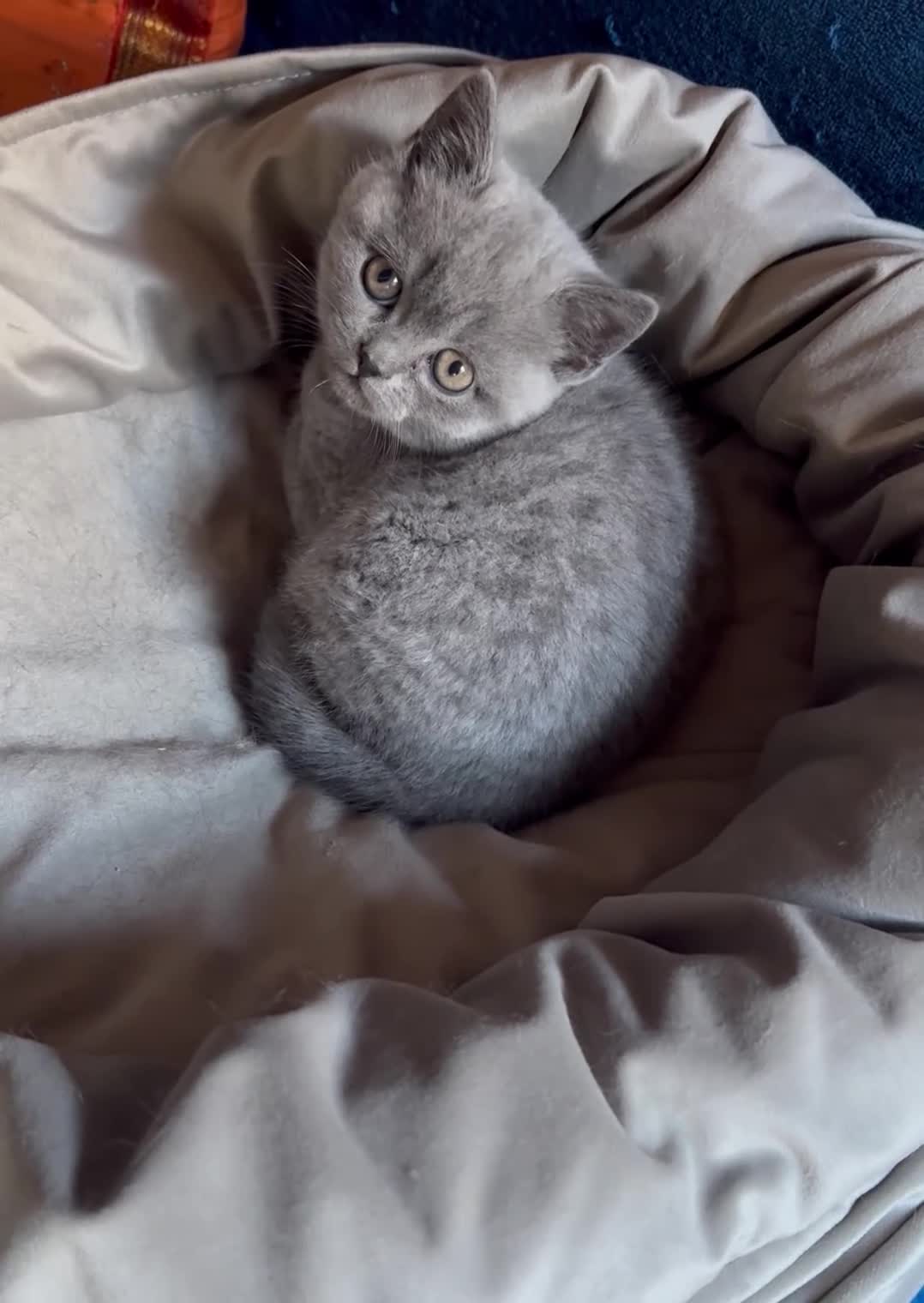 British Shorthair cats for sale: Beautiful Pedigree British Shorthair Kitten 🐾 - Video 1