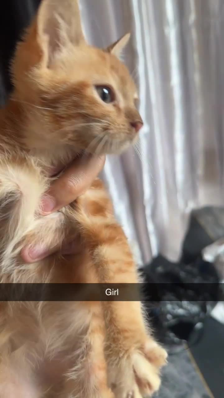 British Longhair cats for sale: 5 beautiful kittens for sale - Video 3