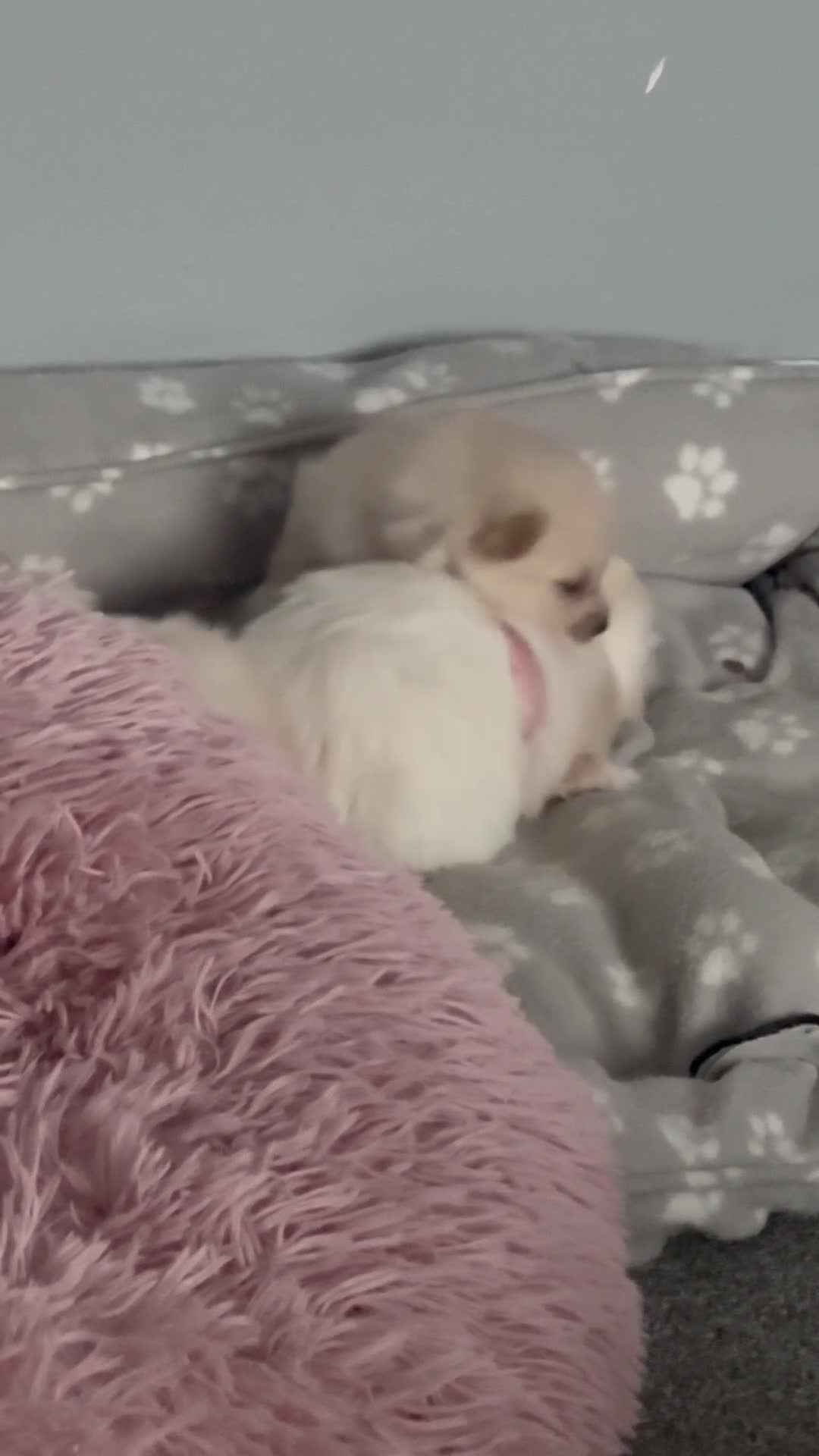 Pomeranian dogs for sale: Beautiful Pomeranian Puppies - Video 2