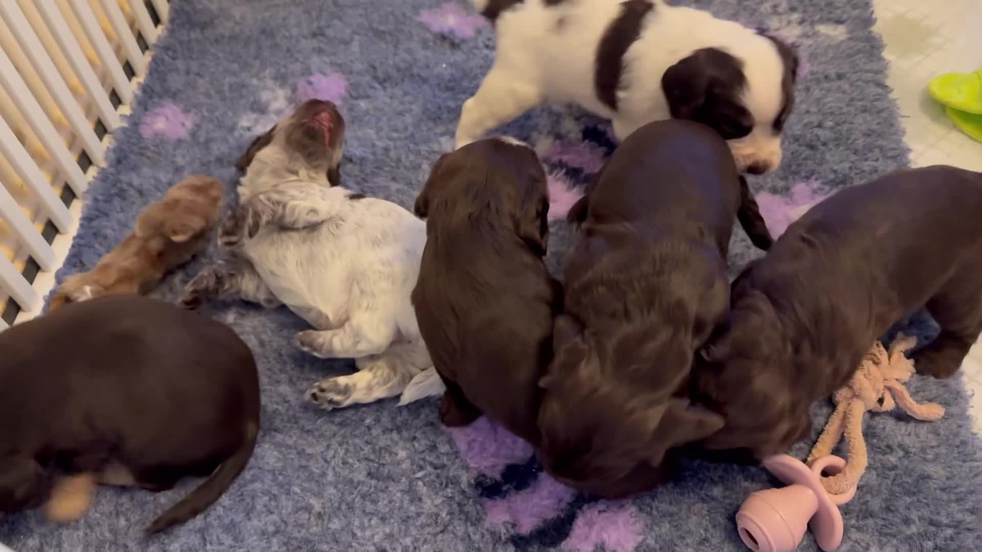 Cocker Spaniel dogs for sale: Working cocker spaniels  - Video 1