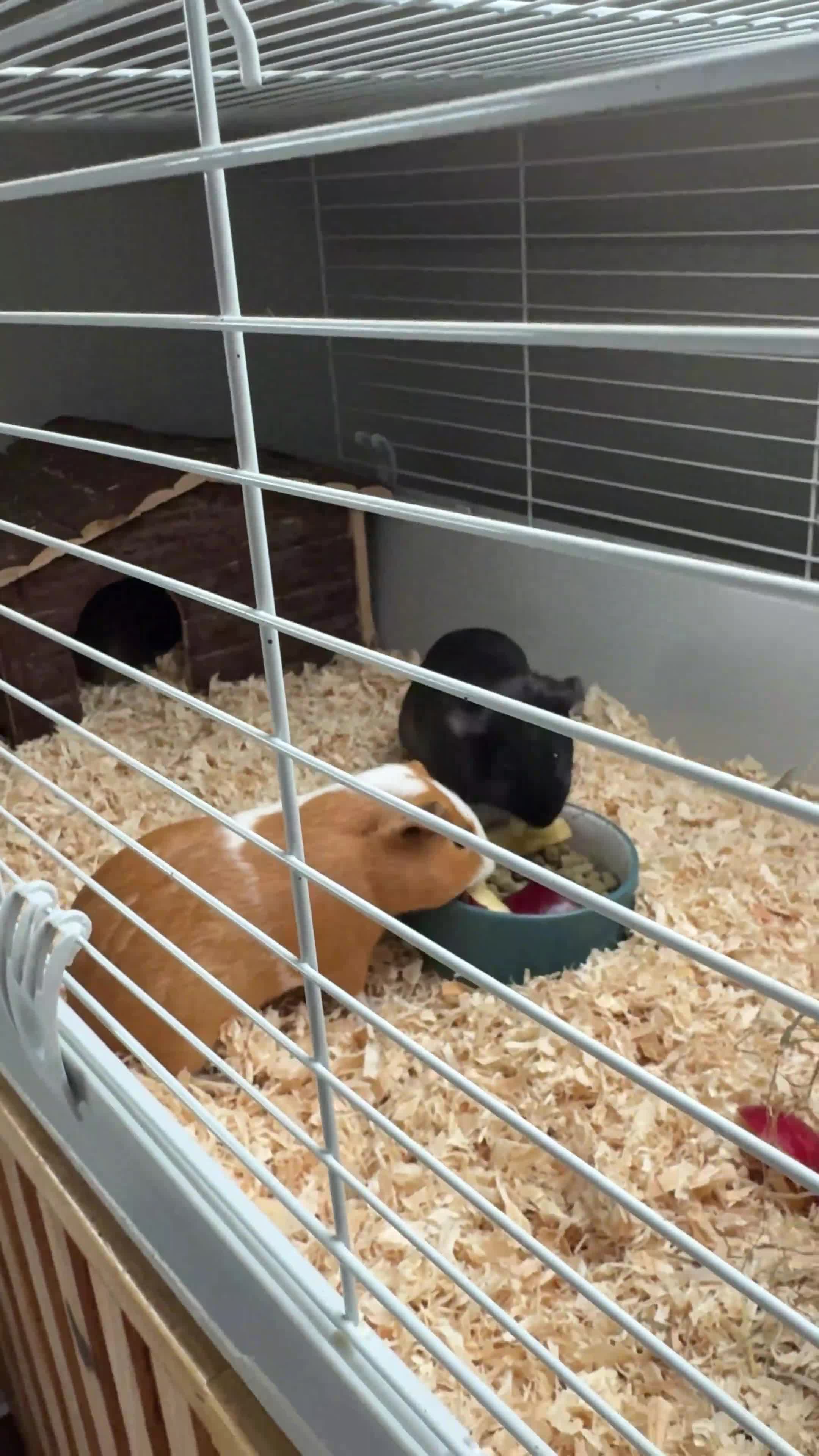 Guinea Pig rodents for sale: 3 x female Guinea pigs - Video 1