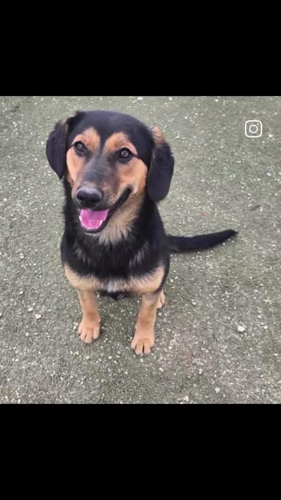 Mixed Breed dogs for adoption: ISADORA - Video 1