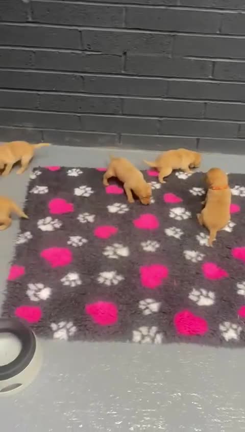 Labrador Retriever dogs for sale: Gorgeous KC Health Checked Labrador Puppies - Video 4