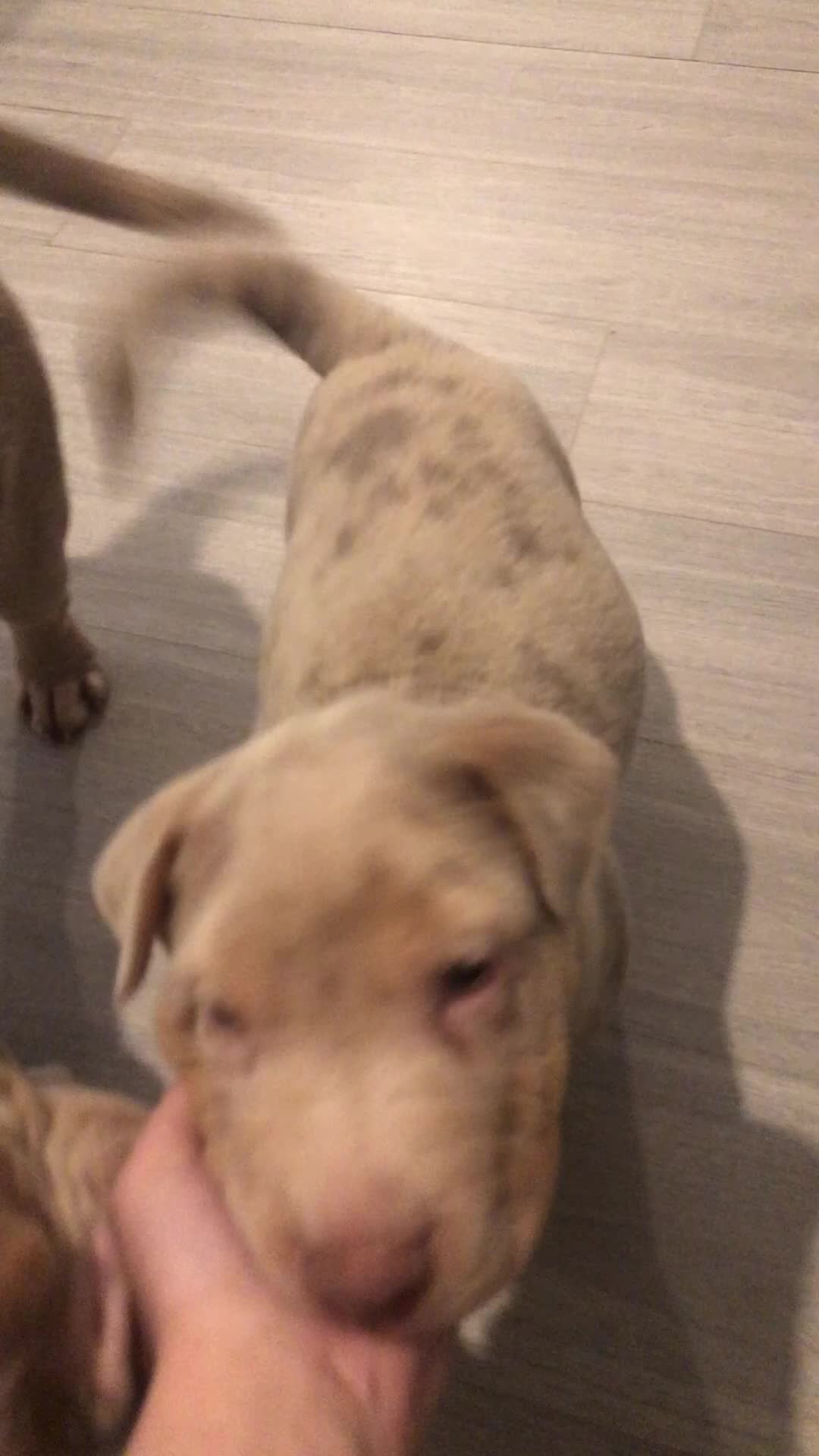 Mixed Breed dogs for sale: boy Bull x sharpie in London - Video 1