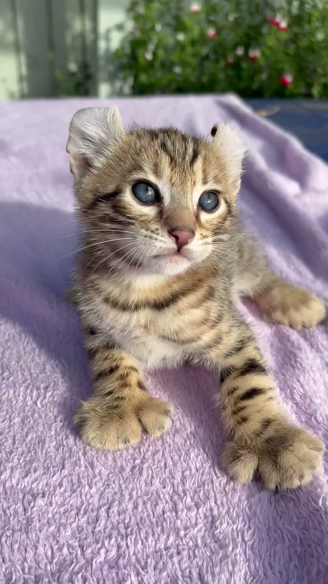 Keetso cats for sale: Stunning wild looking polydactyl curl ear keetsos  - Video 1