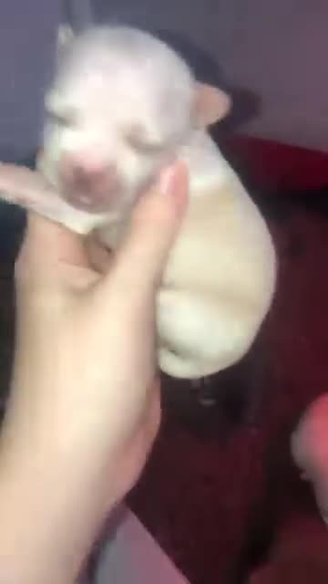 Pomchi dogs for sale: 🐾MALE POMCHI PUPPIES🐾 - Video 1