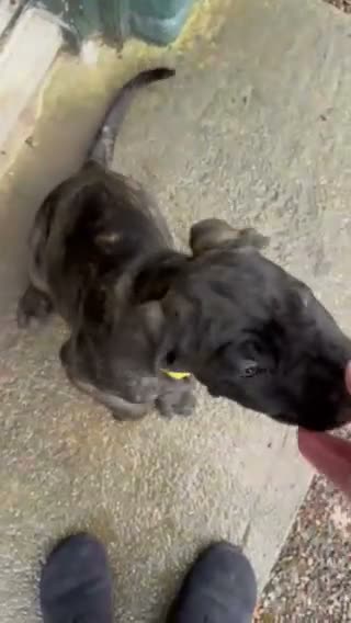 Cane Corso dogs for sale: Stunning Cane Corso Puppies - Video 1