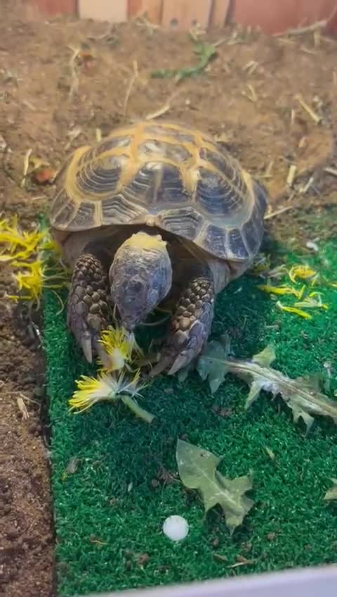 Tortoise reptiles for sale: Horsfield Tortoise  in Manchester - Video 1