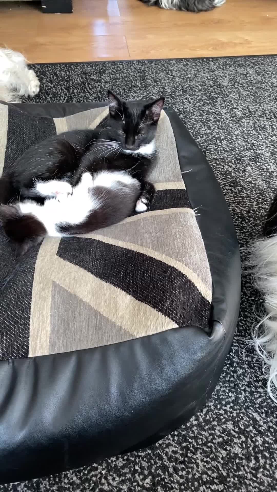 Domestic Shorthair cats for sale: 3 gorgeous kittens - Video 1