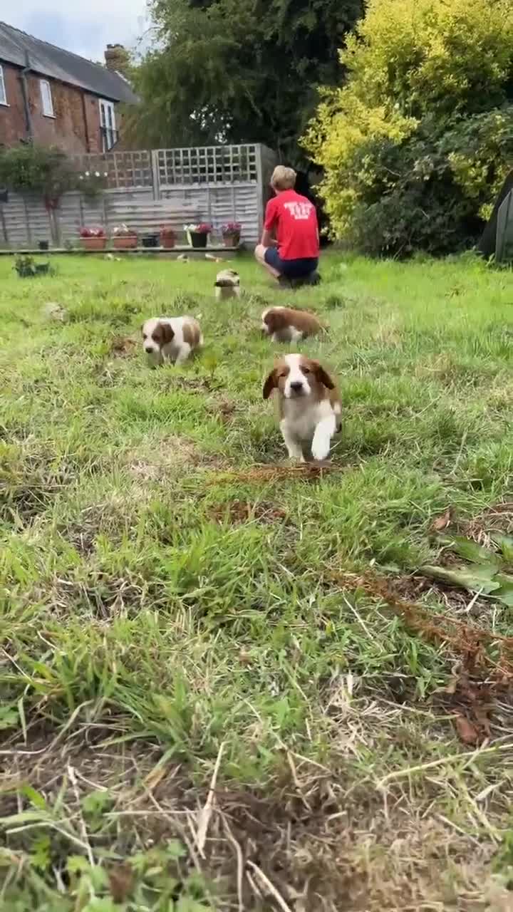 Welsh Springer Spaniel dogs for sale: Kc reg Welsh springer spaniel male puppies - Video 1