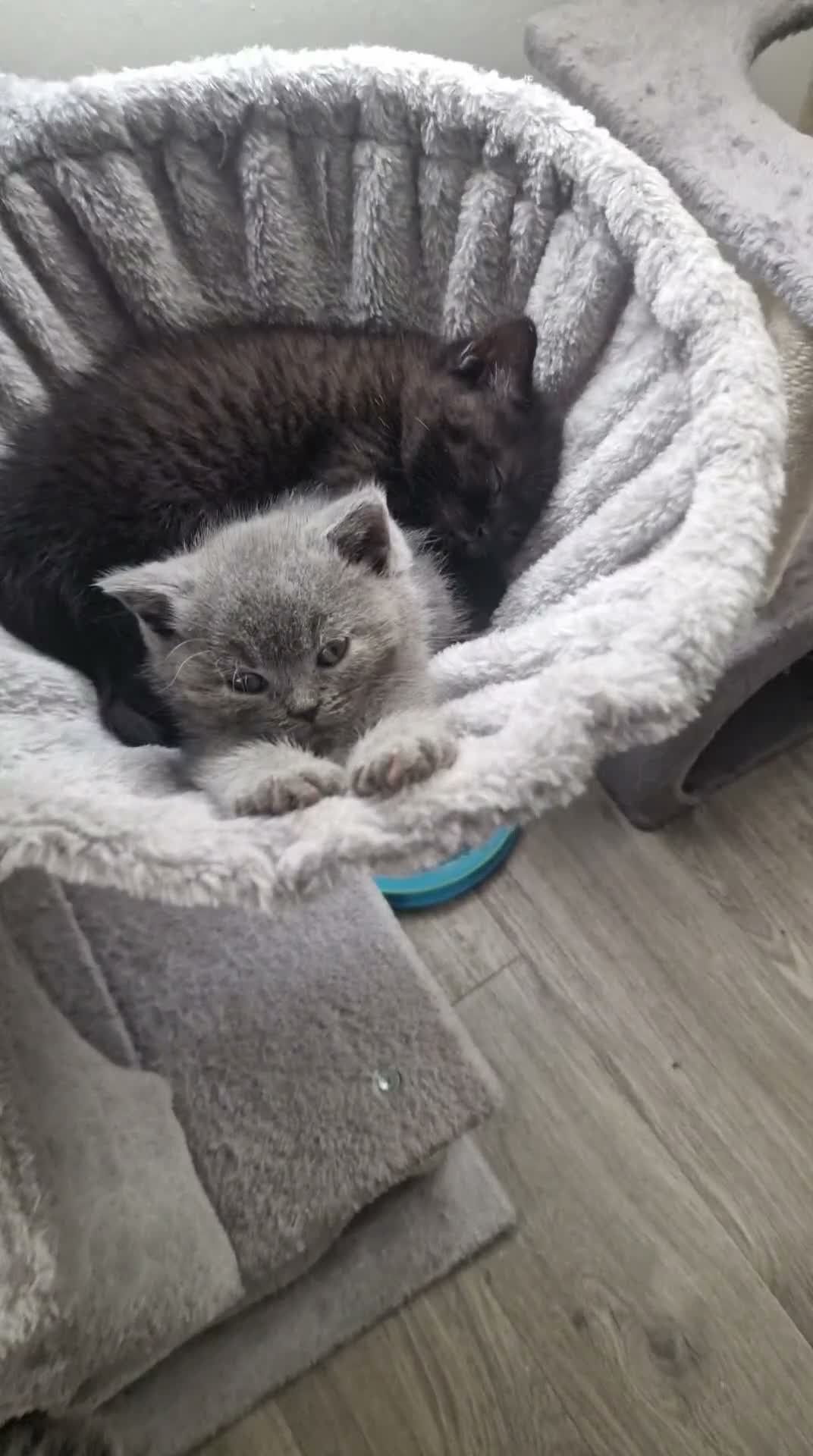 British Shorthair cats for sale: 2 darks chocolate and one blue - Video 1