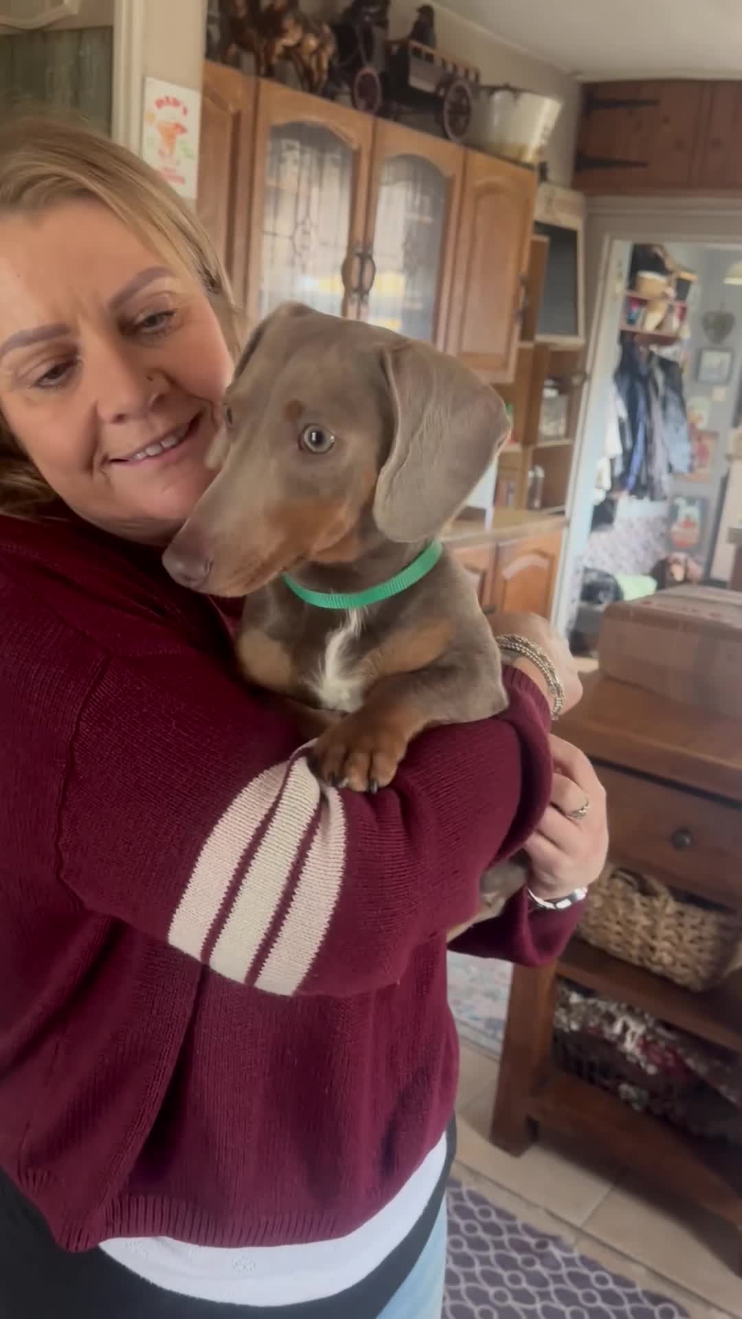 Miniature Dachshund dogs for sale: How handsome ❤️ - Video 1