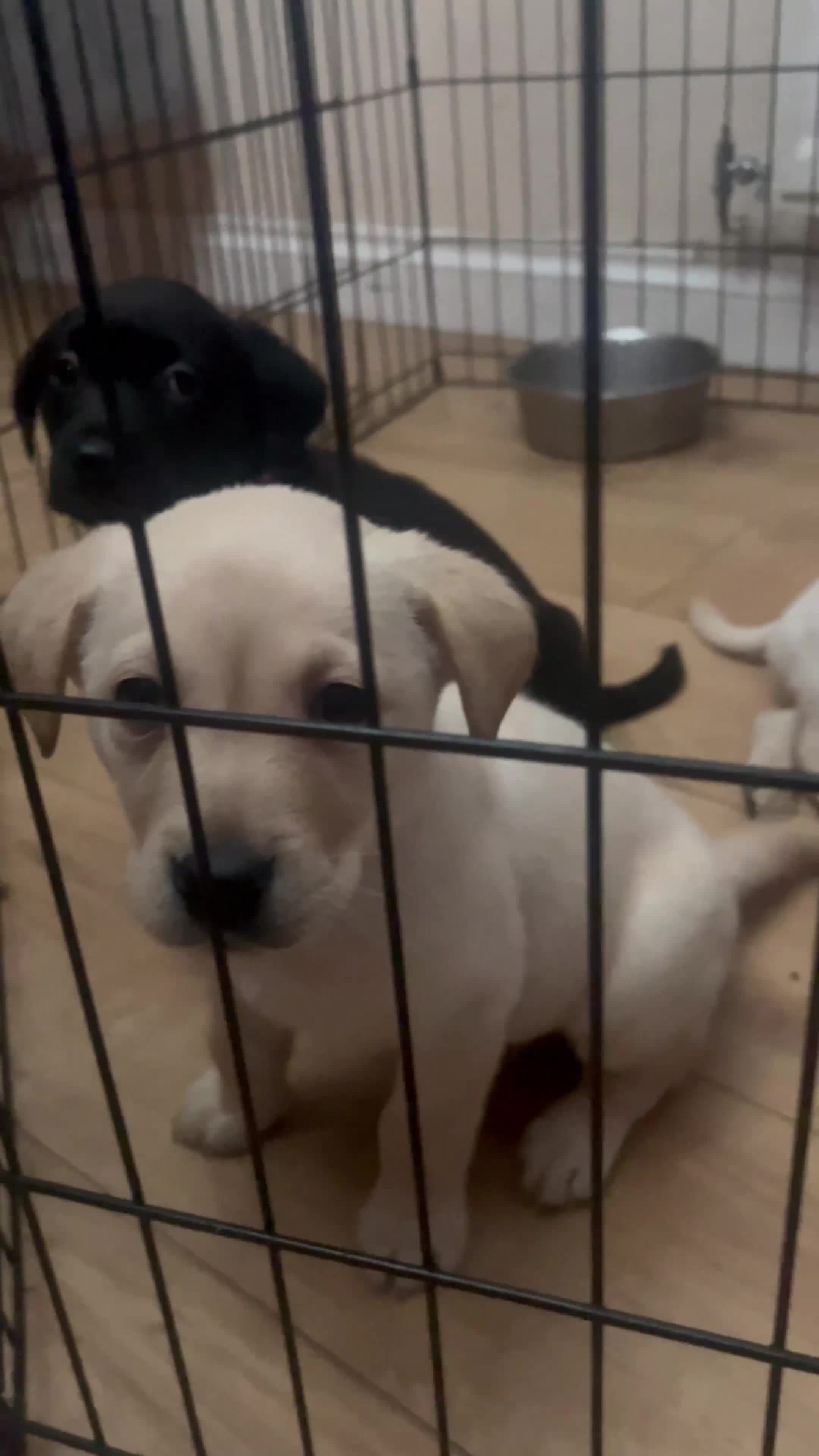 Labrador Retriever dogs for sale: 8 Labrador puppies for sale 🤍 - Video 1
