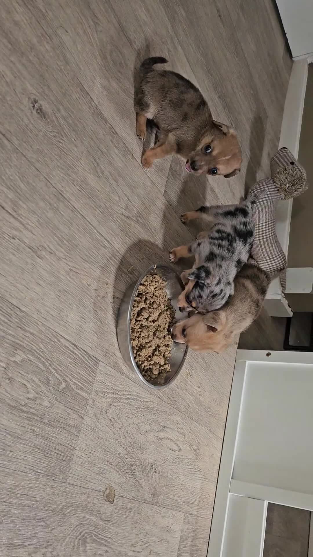 Chiweenie dogs for sale: Chiweenie  - Video 1
