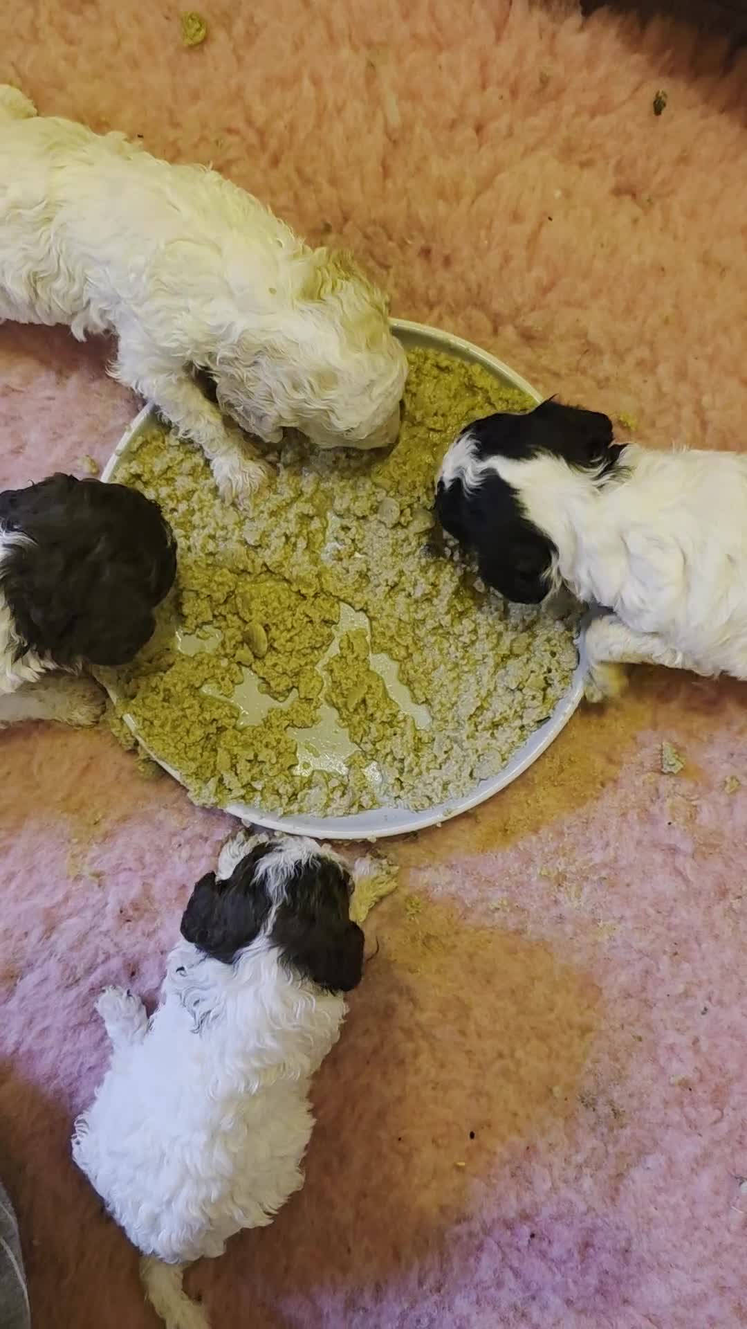 Toy Poodle dogs for sale: Rare Toy Parti Poodles - Video 1