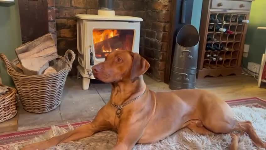 Rhodesian Ridgeback dogs for sale: 2yr 10m KC reg beautiful Rhodesian Ridgeback  - Video 1