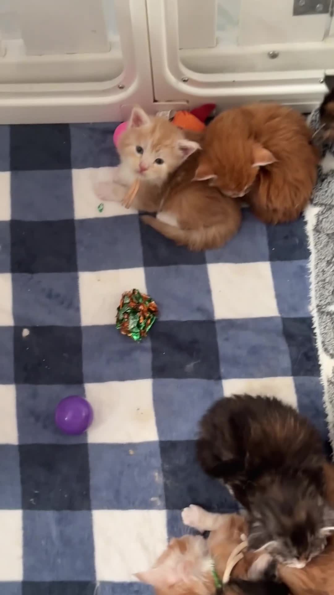 Maine Coon cats for sale: XL Red & White &  black smoke Maine Coon kittens  - Video 3