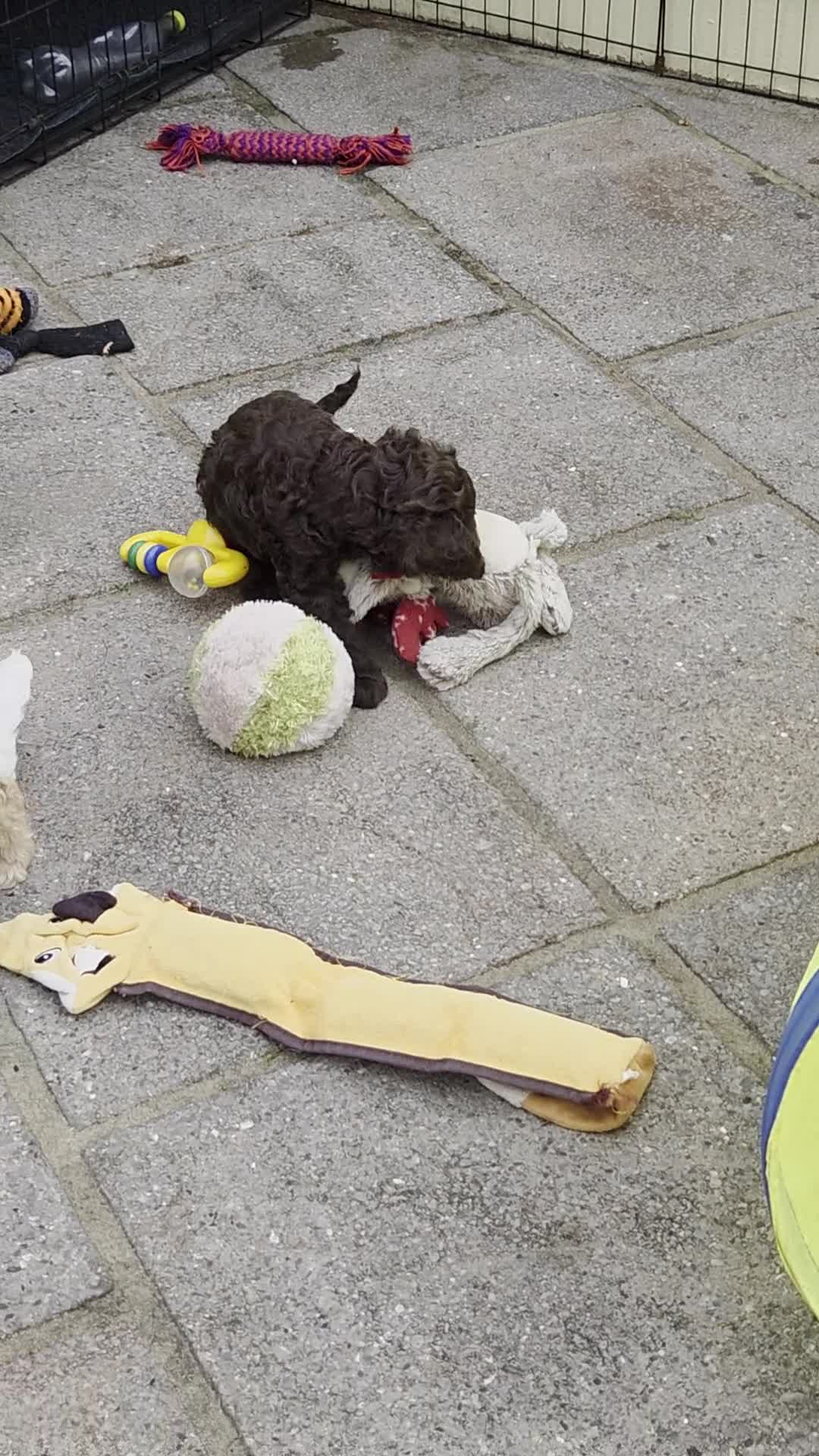 Cockapoo dogs for sale: Cockerpoo - Video 3