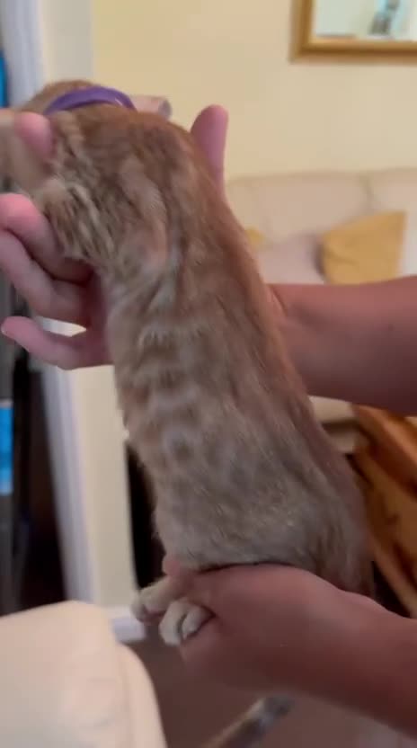 Oriental cats for sale: GCCF Oriental - Video 3