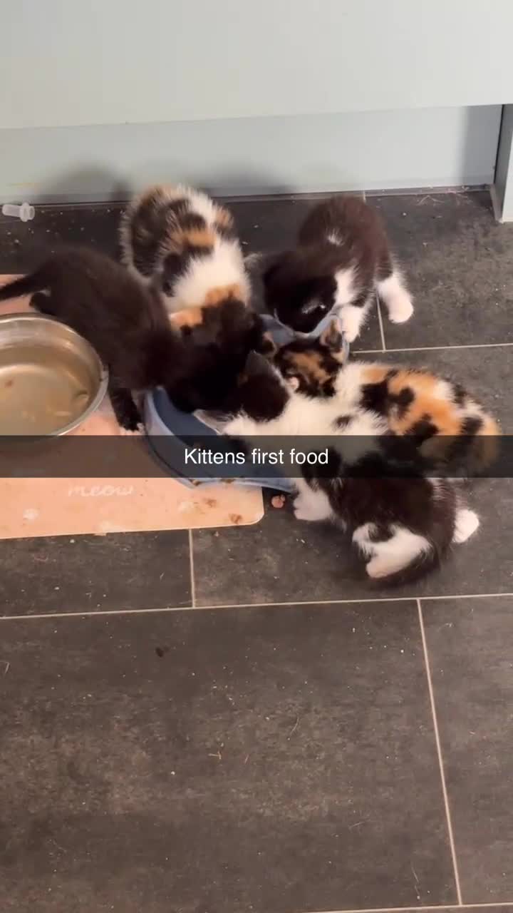 Mixed Breed cats for sale: Kittens for sale  in Derby - Video 1