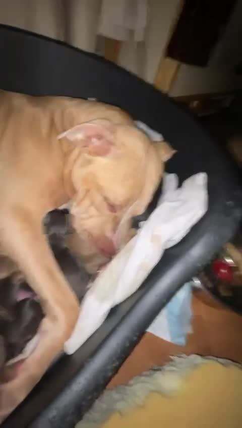 Staffordshire Bull Terrier dogs for sale: Staffordshire/American Staffordshire pups in Harrow - Video 1