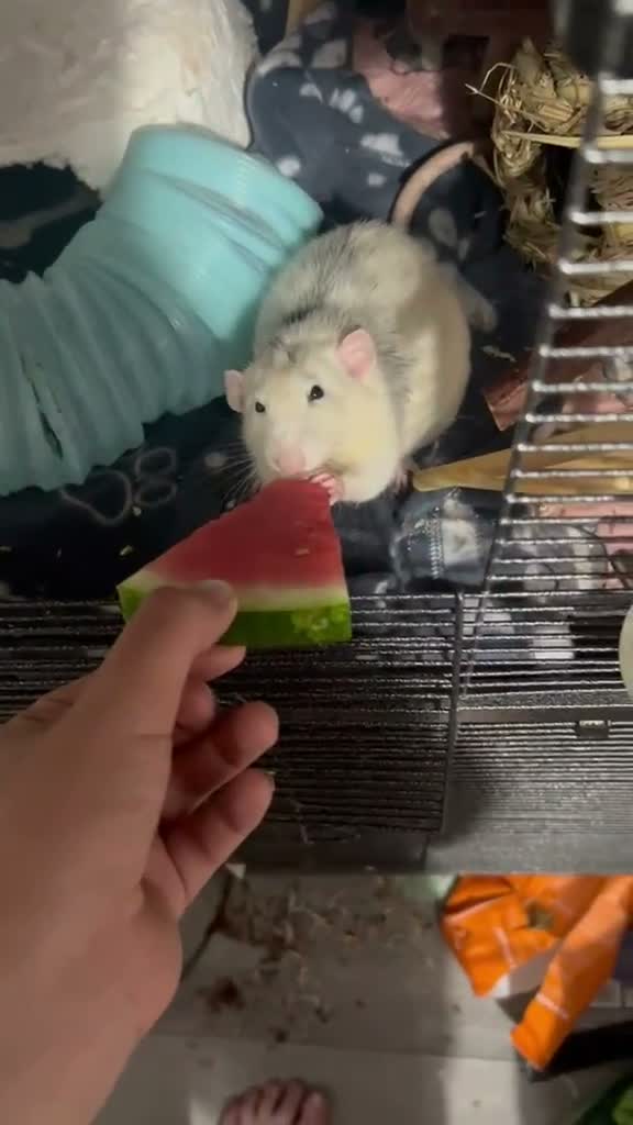 Rat rodents for sale: Rats x4  - Video 1