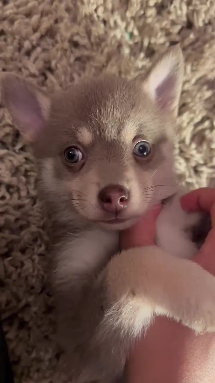 Pomsky dogs for sale: Blue & tan girl, green eyes & chocolate/Red nose - Video 1