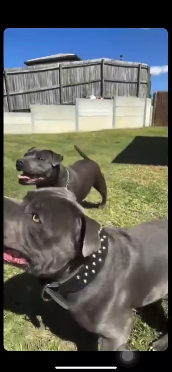 Staffordshire Bull Terrier dogs for sale: Healthy Strong Staffys Pups Playful with kids in Sherborne - Video 2