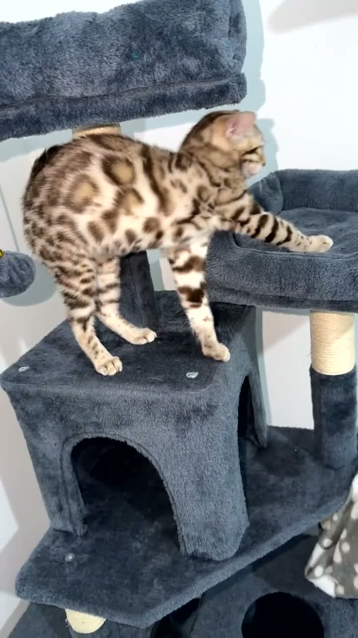 Bengal cats for sale: Stunning Mink Bengal Kitten - Video 1