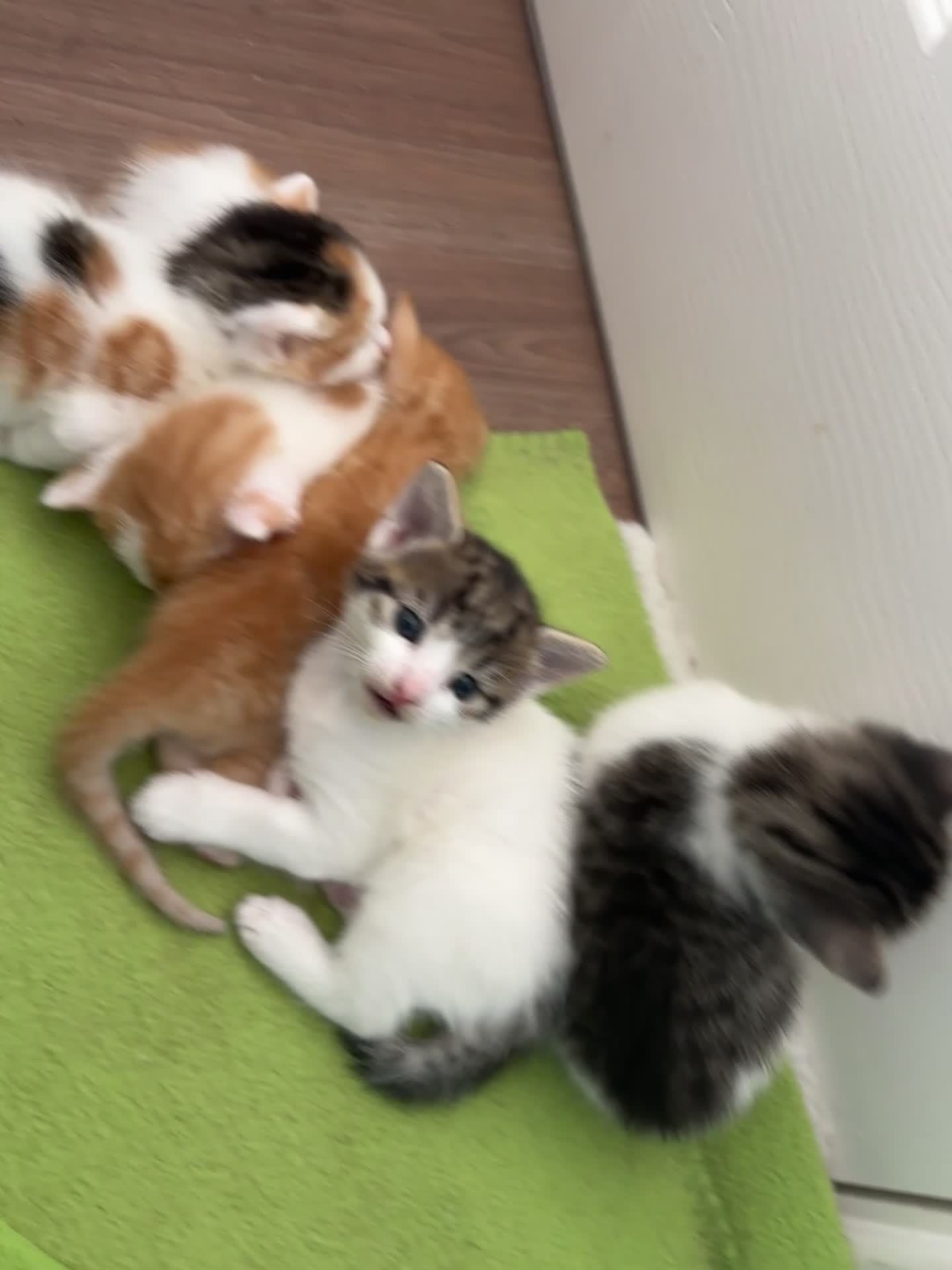 Mixed Breed cats for sale: 1 cutie left  - Video 1