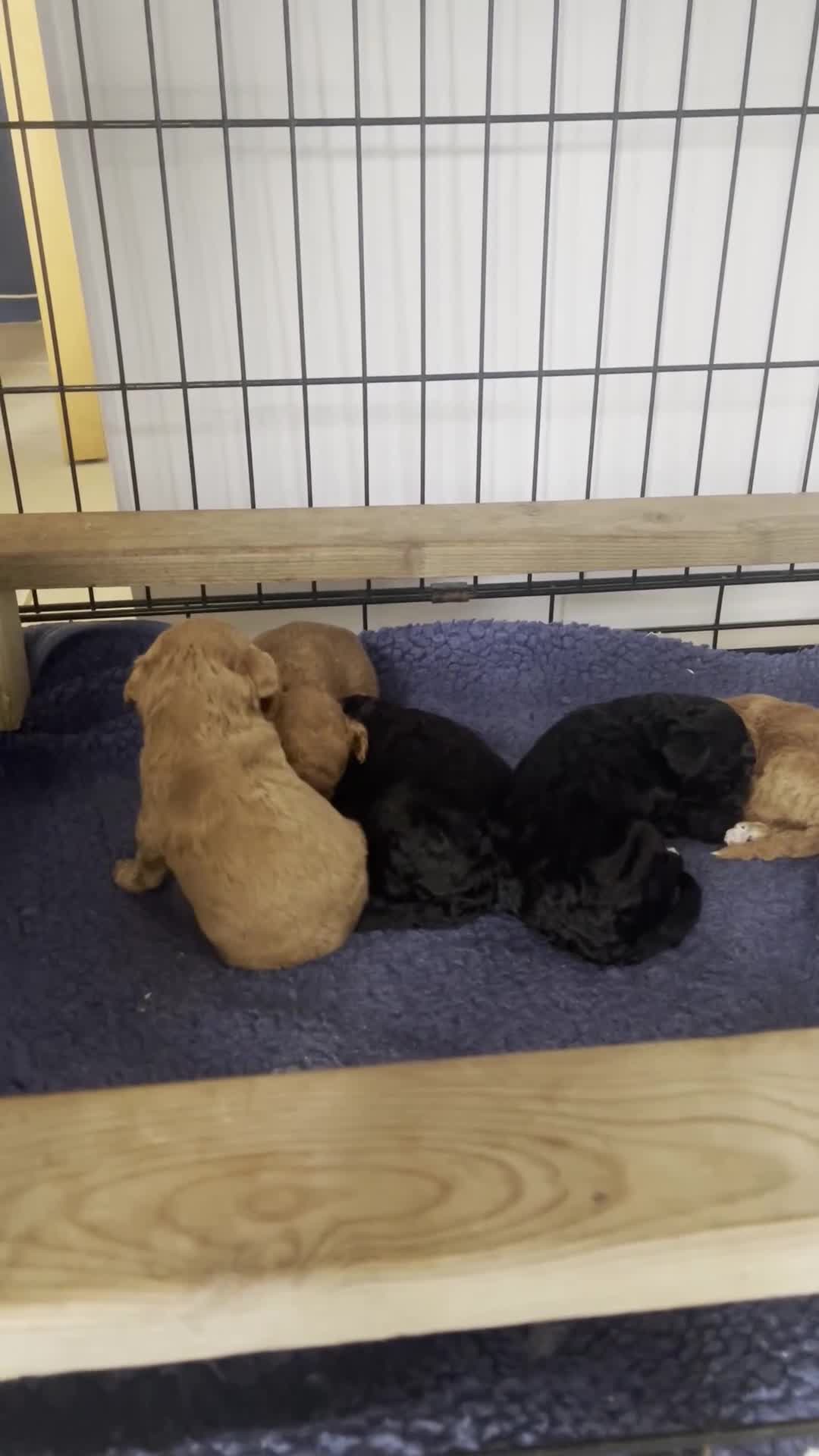 Miniature Poodle dogs for sale: miniature poodles  - Video 1